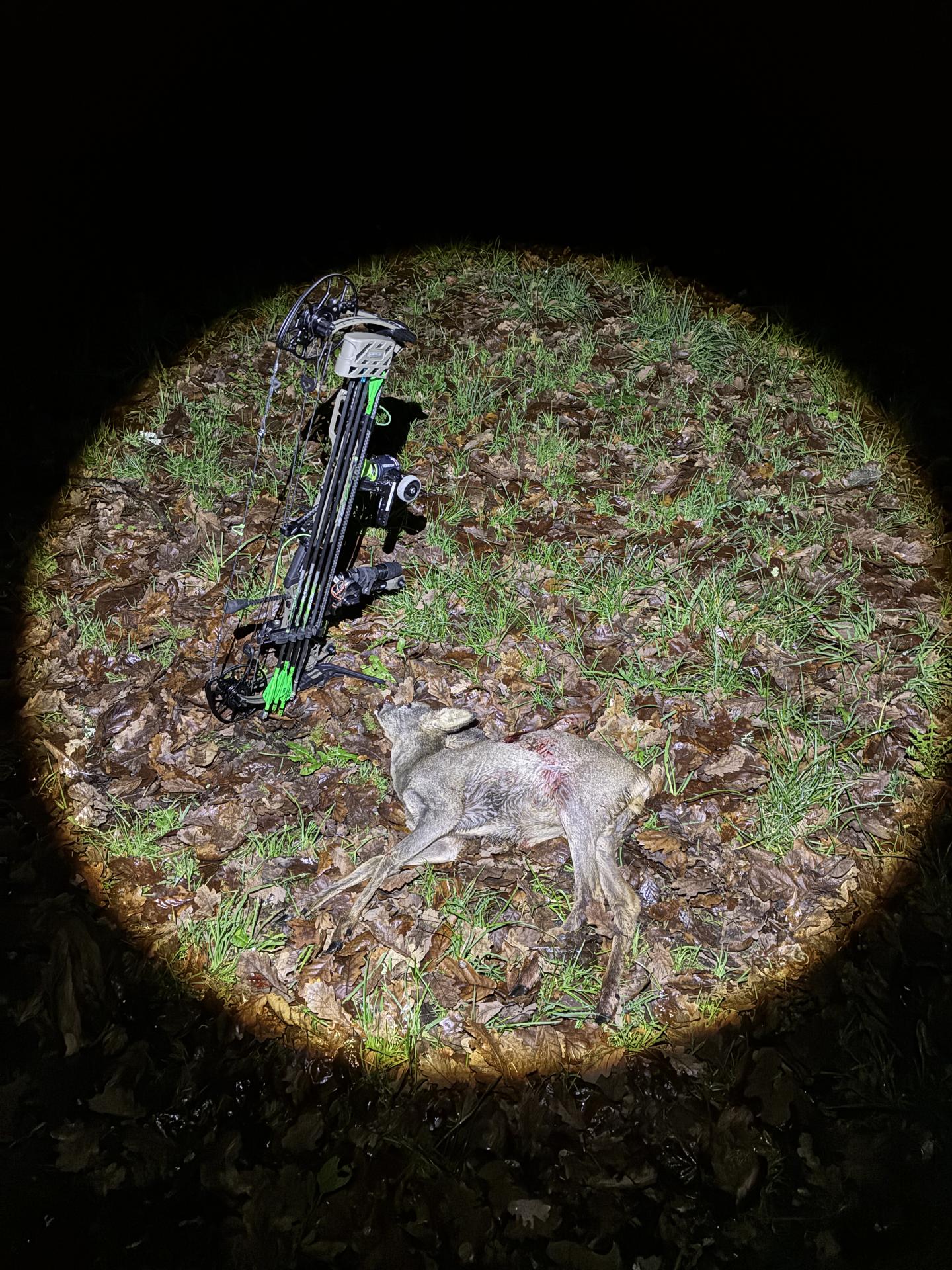Chevrillard de fontainebleau